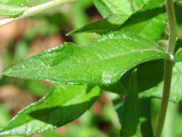 Wedelia hispida leafcloseup.jpg (51387 bytes)