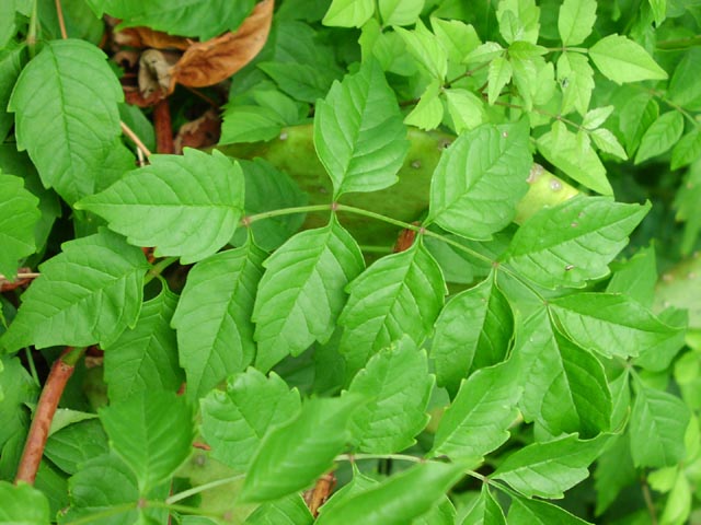Campsis radicans leaf.jpg (64441 bytes)