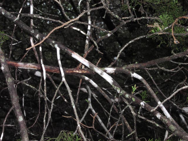 Juniperus ashei splotches.jpg (80131 bytes)