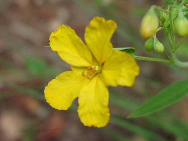 Senna roemeriana flower1_sharp.jpg (31245 bytes)