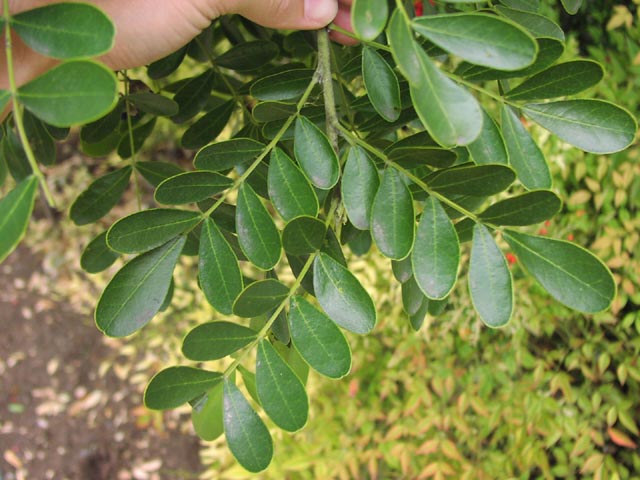 sophora secundiflora leaves5.jpg (300780 bytes)