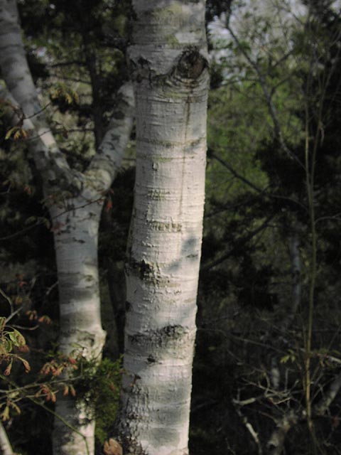 Quercus buckleyi bark.jpg (53118 bytes)