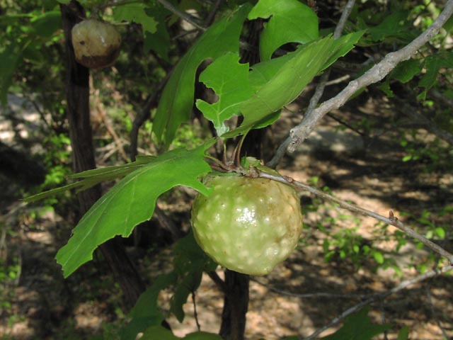 Quercus buckleyi gall.jpg (60206 bytes)