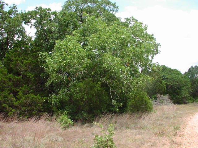 Quercus marilandica habit2.jpg (100077 bytes)