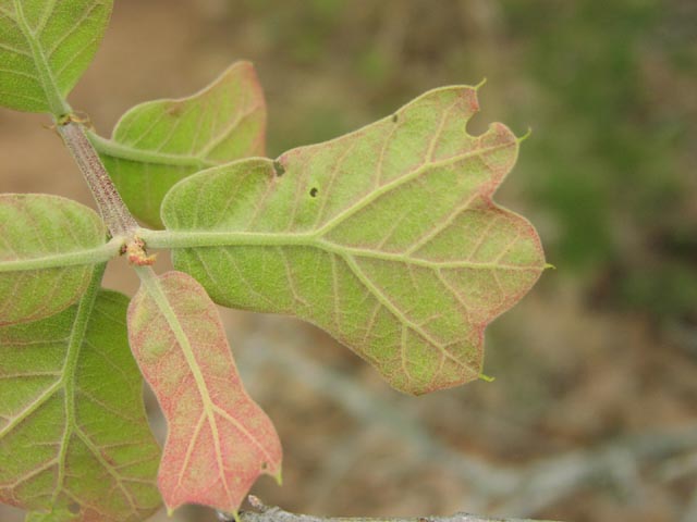 Quercus marilandica youngleaf.jpg (39623 bytes)