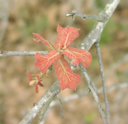 Quercus marilandica youngleavesred.jpg (26784 bytes)