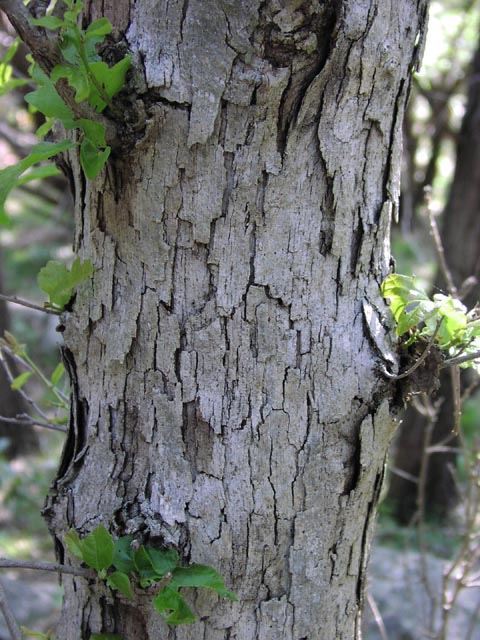Quercus sinuata bark.jpg (90906 bytes)