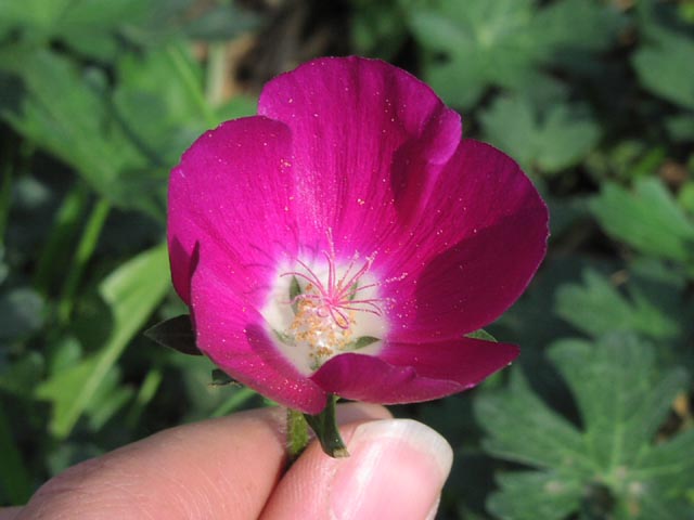 Callirhoe involucrata flower1.jpg (40069 bytes)