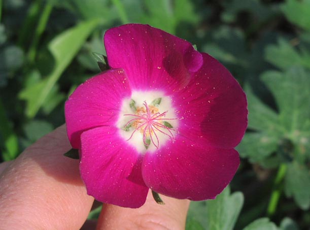 Callirhoe involucrata flower2.jpg (37738 bytes)