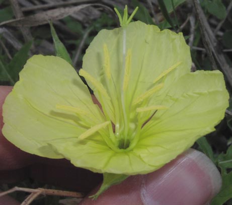 Oenothera triloba flower1.jpg (26740 bytes)