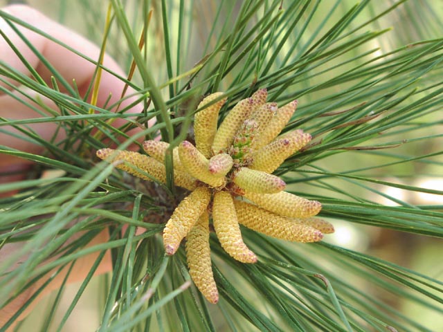 Pinus taeda mature malecones.jpg (76074 bytes)