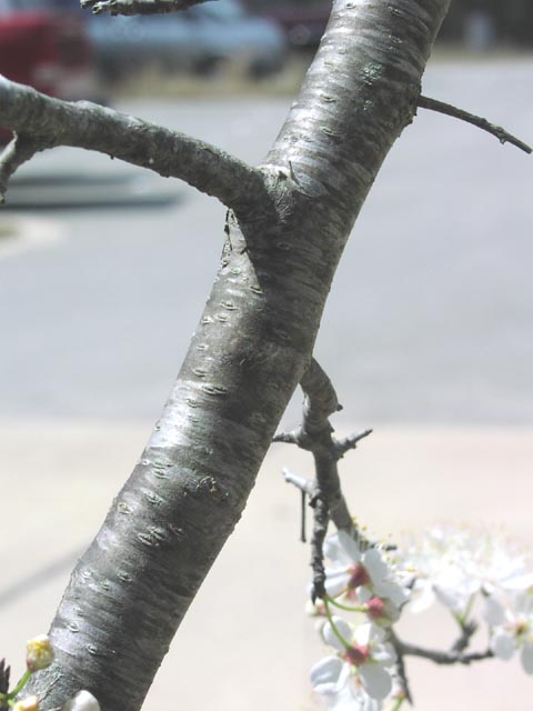 Prunus mexicana bark.jpg (38634 bytes)