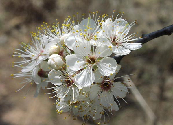 Prunus mexicana flowers.jpg (48381 bytes)