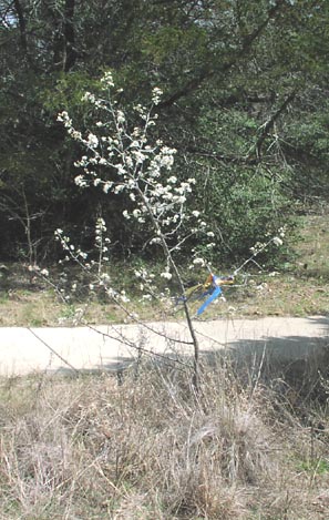 Prunus mexicana habit.jpg (55010 bytes)