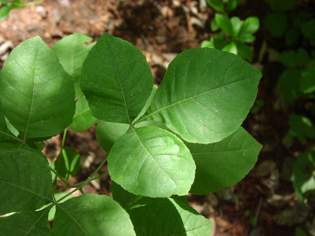 Ptelea trifoliata leaf3.jpg (49403 bytes)