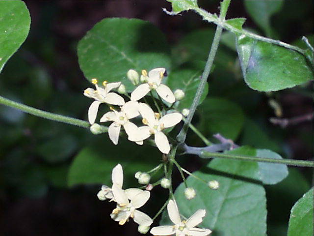 ptelea.trofoliata.flw.male.jpg (43549 bytes)