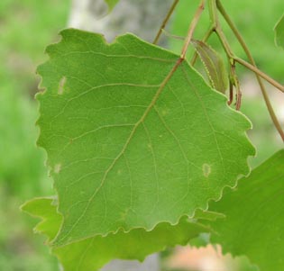 Populus deltoides leaf1.jpg (17640 bytes)