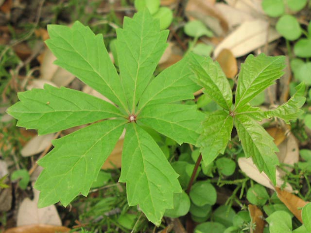 Parthenocissus heptaphylla leaves.jpg (51534 bytes)
