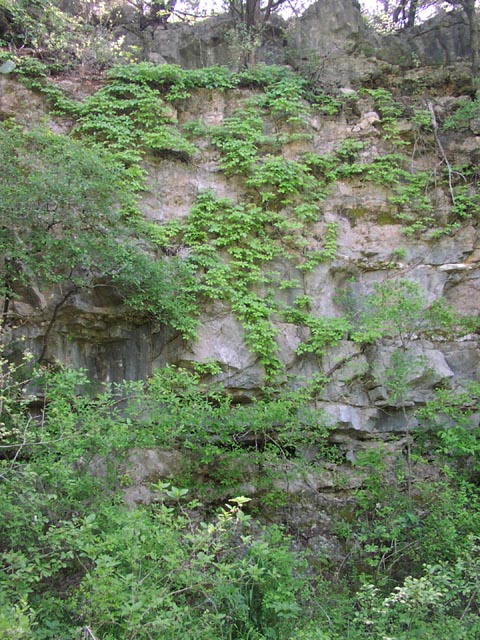 Parthenocissus quinquefolia cliff.jpg (121278 bytes)