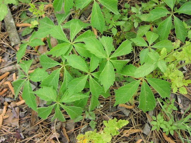Parthenocissus quinquefolia leaves.jpg (101834 bytes)