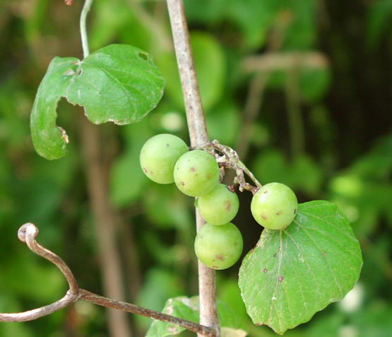Vitis mustangensis fruits.jpg (39518 bytes)