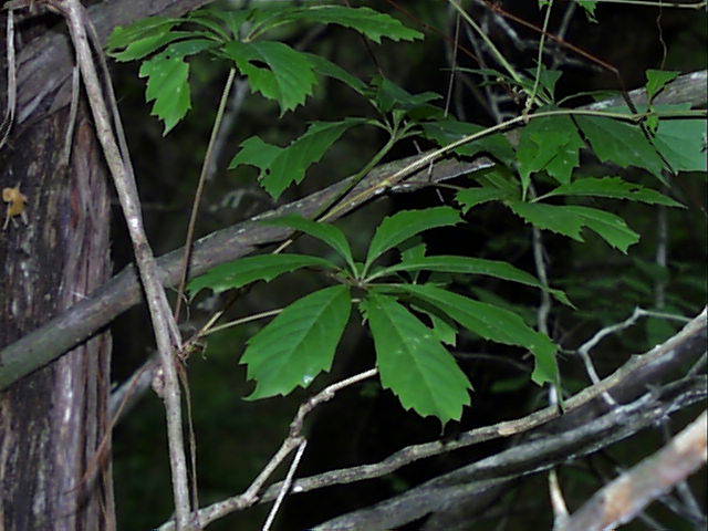 parthenocissus.heptaphylla.jpg (59862 bytes)